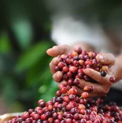 Nescafé Dolce Gusto Latte Macchiato Capsules - 90 Koffiecups 11 Nescafé Dolce Gusto Latte Macchiato Capsules - 90 Koffiecups -Koffie Series Winkel 1190x1200