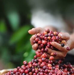 Nescafé Dolce Gusto Cortado Espresso Macchiato Capsules - 90 Koffiecups 15 Nescafé Dolce Gusto Cortado Espresso Macchiato Capsules - 90 Koffiecups -Koffie Series Winkel 1192x1200