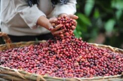 Starbucks Pike Place Medium Roast Koffiebonen - 4 Zakken à 450 Gram -Koffie Series Winkel 1200x798 3