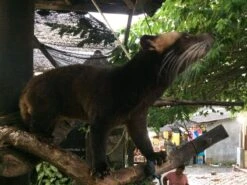 Kopi Luwak Koffie. 35 Gram Ongemalen Bonen. Direct Trade. Single Origin. The Original By Rich.Exclusive. -Koffie Series Winkel 1200x900 2