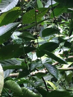 Kopi Luwak Koffie. 35 Gram Ongemalen Bonen. Direct Trade. Single Origin. The Original By Rich.Exclusive. -Koffie Series Winkel 900x1200 1